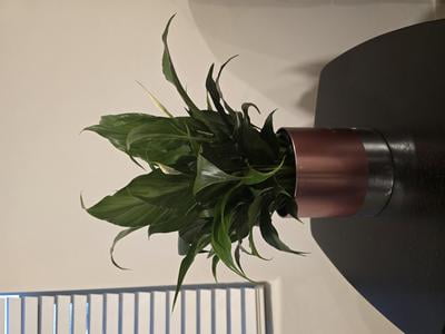 akebono zz plant Zamioculcas zamiifolia 'Chameleon' 6