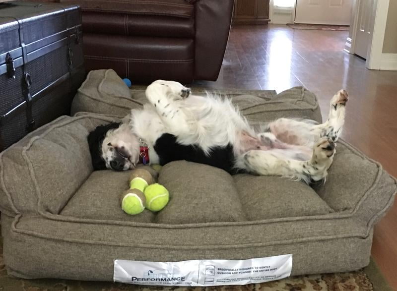 memory foam couch dog bed