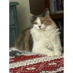 Image 3 of customer photos