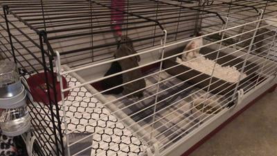 xl rabbit cage