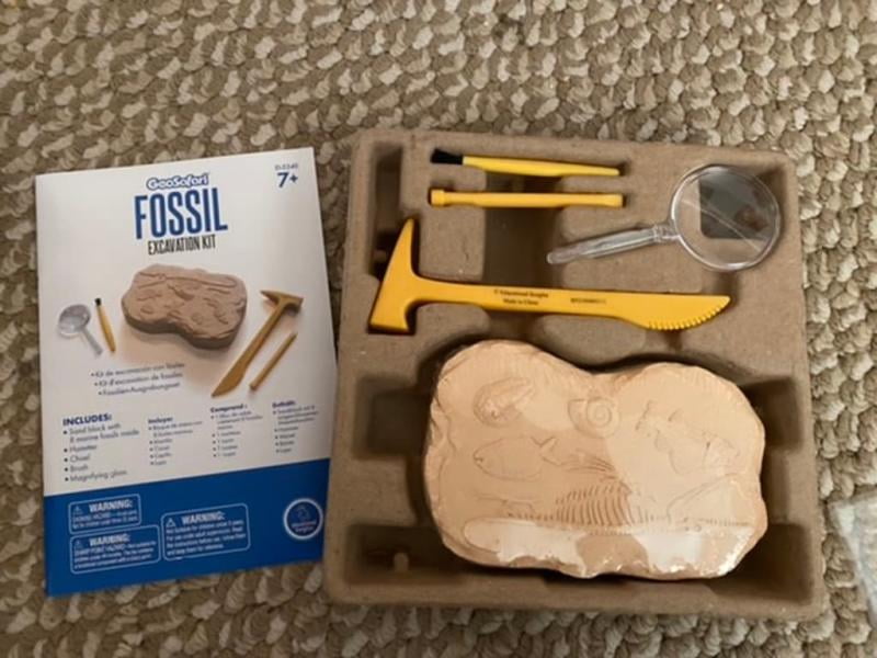 Real Fossil Excavation Kit – Imaginuity Play with a Purpose