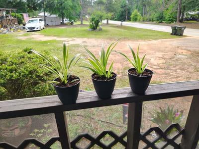 fake succulent plants Mini Faux Succulent Plants main image 0