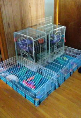western guinea pig cage