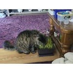 Image 3 of customer photos