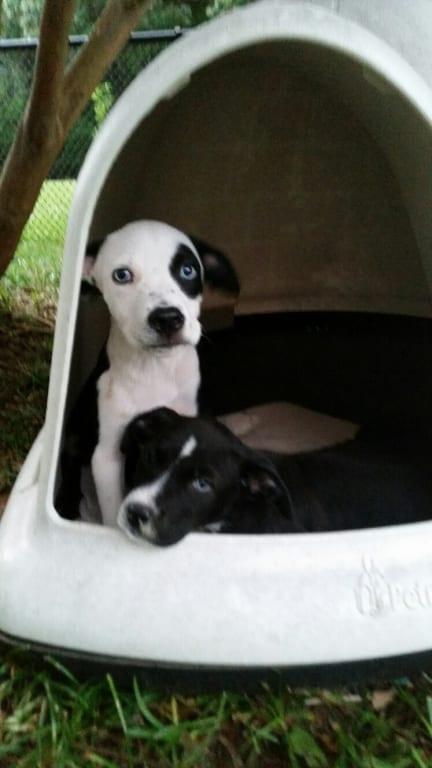 dog igloo bed walmart