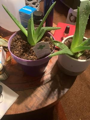 short indoor plant stands Scroll Plant Stands – Robin's Nest