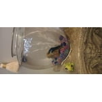 Image 6 of customer photos
