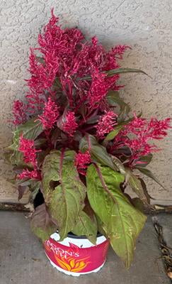 Dragons Breath 2QT Red Celosia Live Annual Plant Sun 3-Pack - Walmart.com