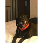 Image 4 of customer photos