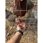 Image 6 of customer photos