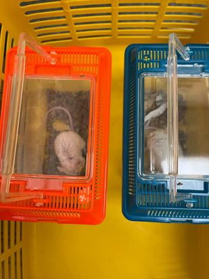 Lee's Aquarium Kritter Keeper - Small Animal Habitat, Aquatic Tank