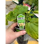 Image 7 of customer photos