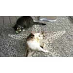 Image 7 of customer photos