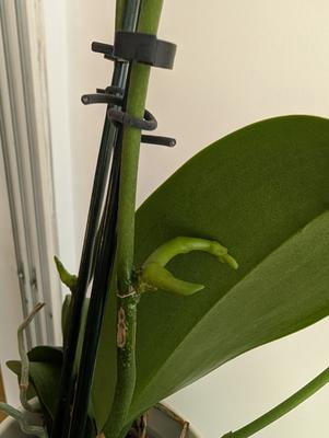 Customer reviews for Keiki Cloning Paste by Southside Plants