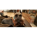 Image 4 of customer photos