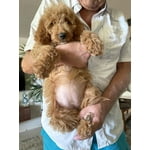 Image 5 of customer photos