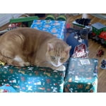 Image 4 of customer photos