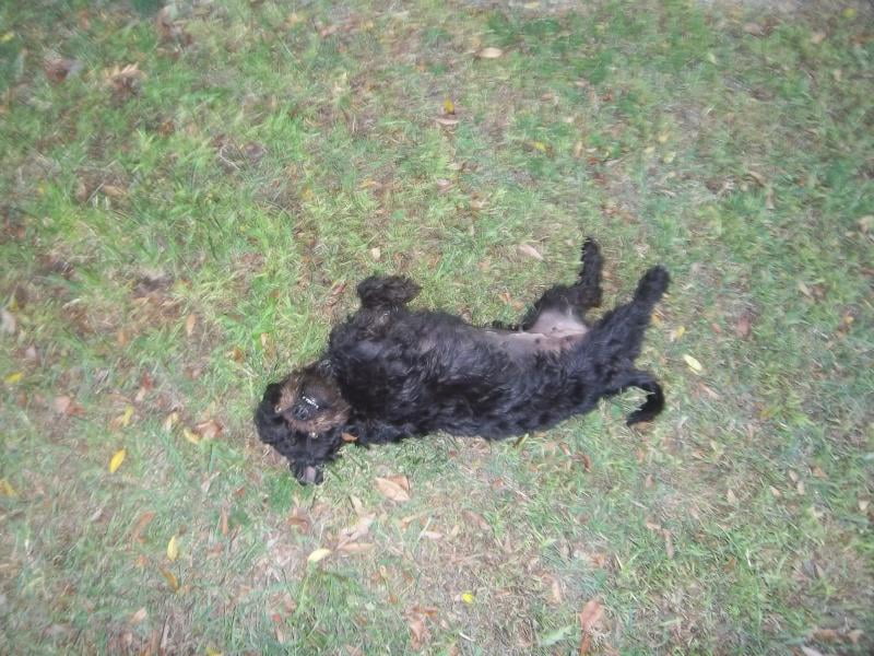 iams lamb and rice walmart