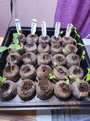 Jiffy 25 Cell Seed Starting Greenhouse with 42mm Peat Pellets w