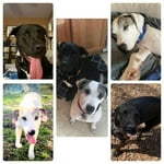 Image 3 of customer photos