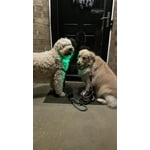 Image 3 of customer photos