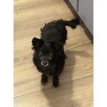 Image 7 of customer photos