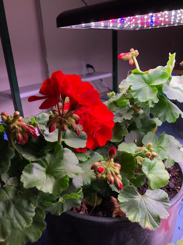 Aerogarden Led Panel Fasci Garden