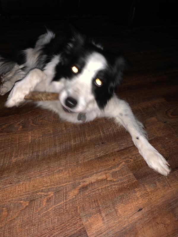 cadet bully sticks walmart