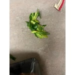 Fresh Chopped Collard Greens, 32 oz