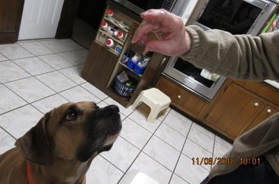 Customer reviews for Dasuquin MSM Soft Chews for Large Dogs 84ct Walmart