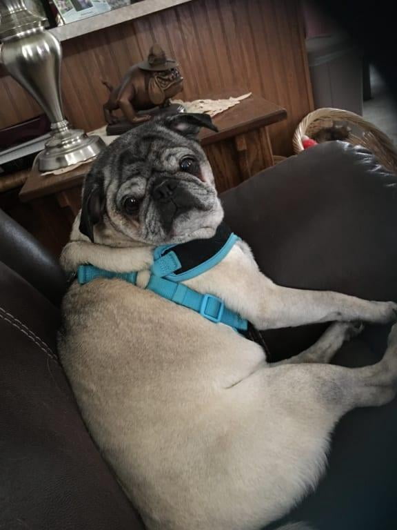 bissell bark bath walmart