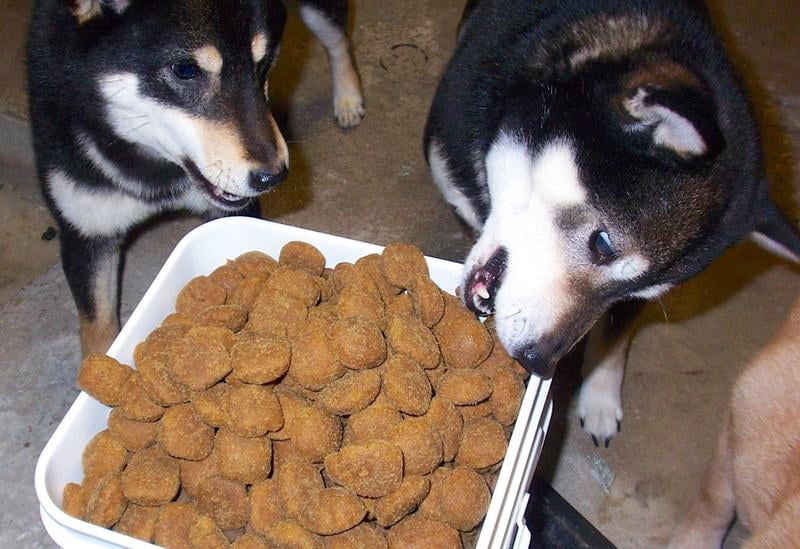 royal canin giant breed dog food