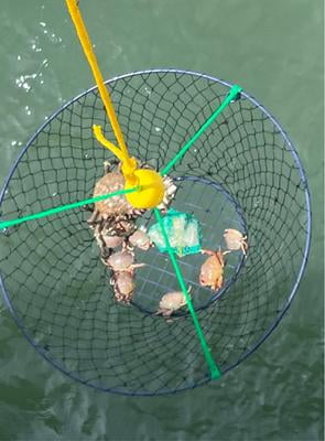 clam net fishing Willapa Marine Clam Net