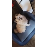 Image 7 of customer photos