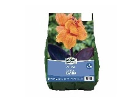 Expert Gardener Canna Wyoming Dormant Bulbs (Set of 3) - Full Sun