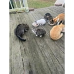 Image 5 of customer photos