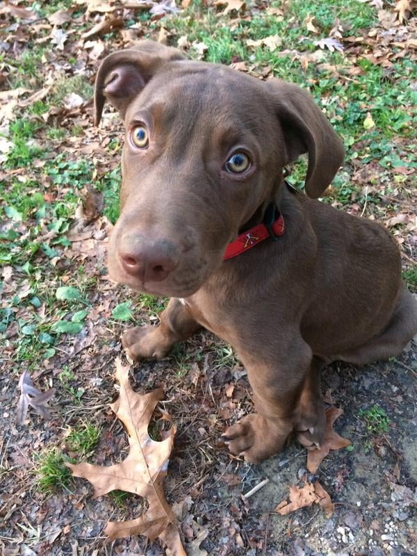 purina pro plan puppy large breed walmart