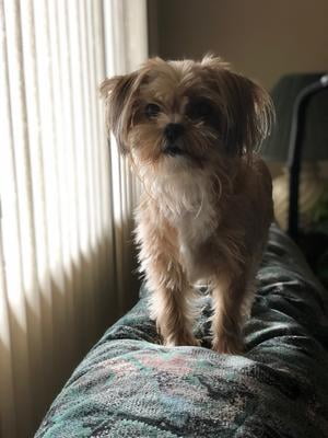 scaredy cat dog clippers