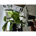 Image 4 of customer photos