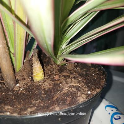 Dracaena Marginata Dragon Tree | 6in. Grow Pot; Filtered Sunlight | Expert  Gardener by Altman Plants - Walmart.com