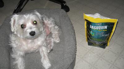 dasuquin for dogs walmart