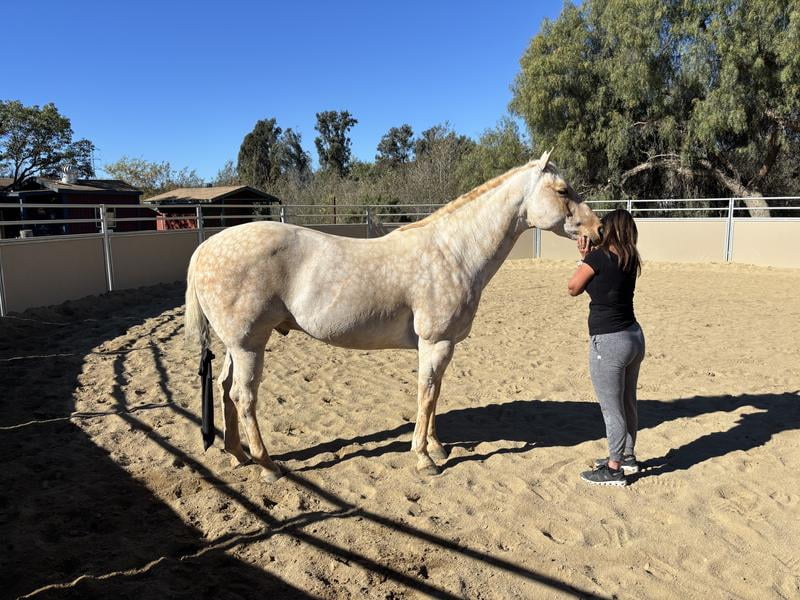 UltraCruz® Equine Advanced Joint Care, 60 Singles