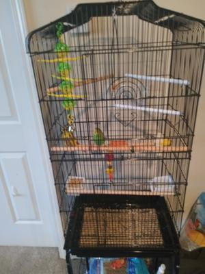 bird cage for sale cartimar