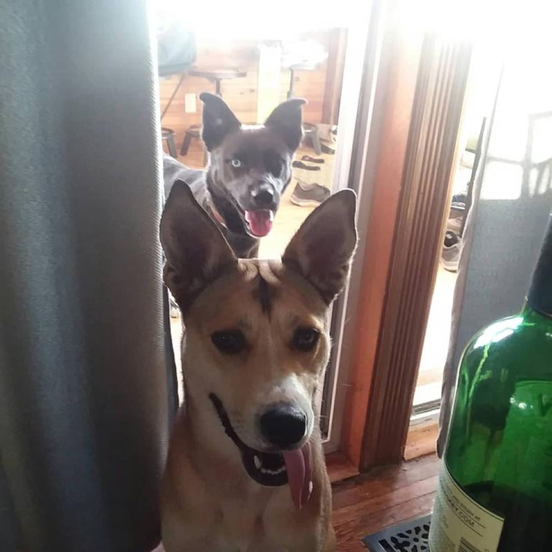 just 6 dog food walmart