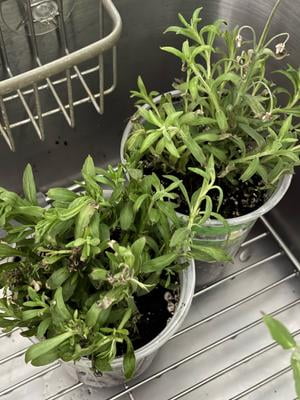 2 pack) Bonnie Plants Lavender, 19.3 oz., Live Plant - Walmart.com