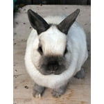 Image 7 of customer photos