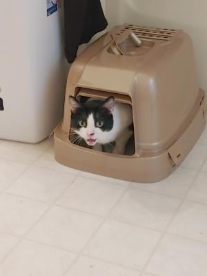 vibrant life sand sifting oasis litter box