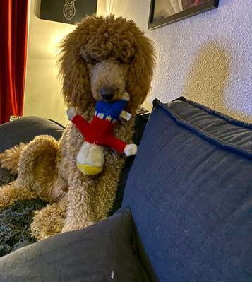 mr bill talking dog toy