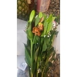 Image 6 of customer photos