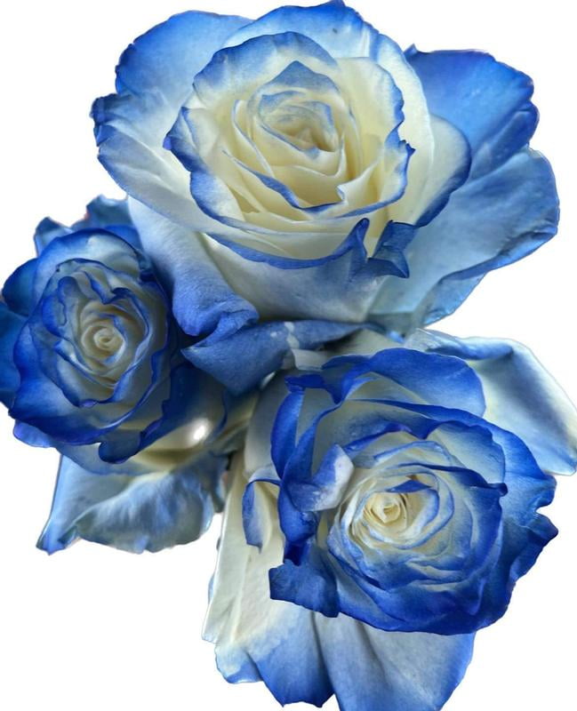 Member's Mark Illusion Roses, 96 stems, Choose color variety